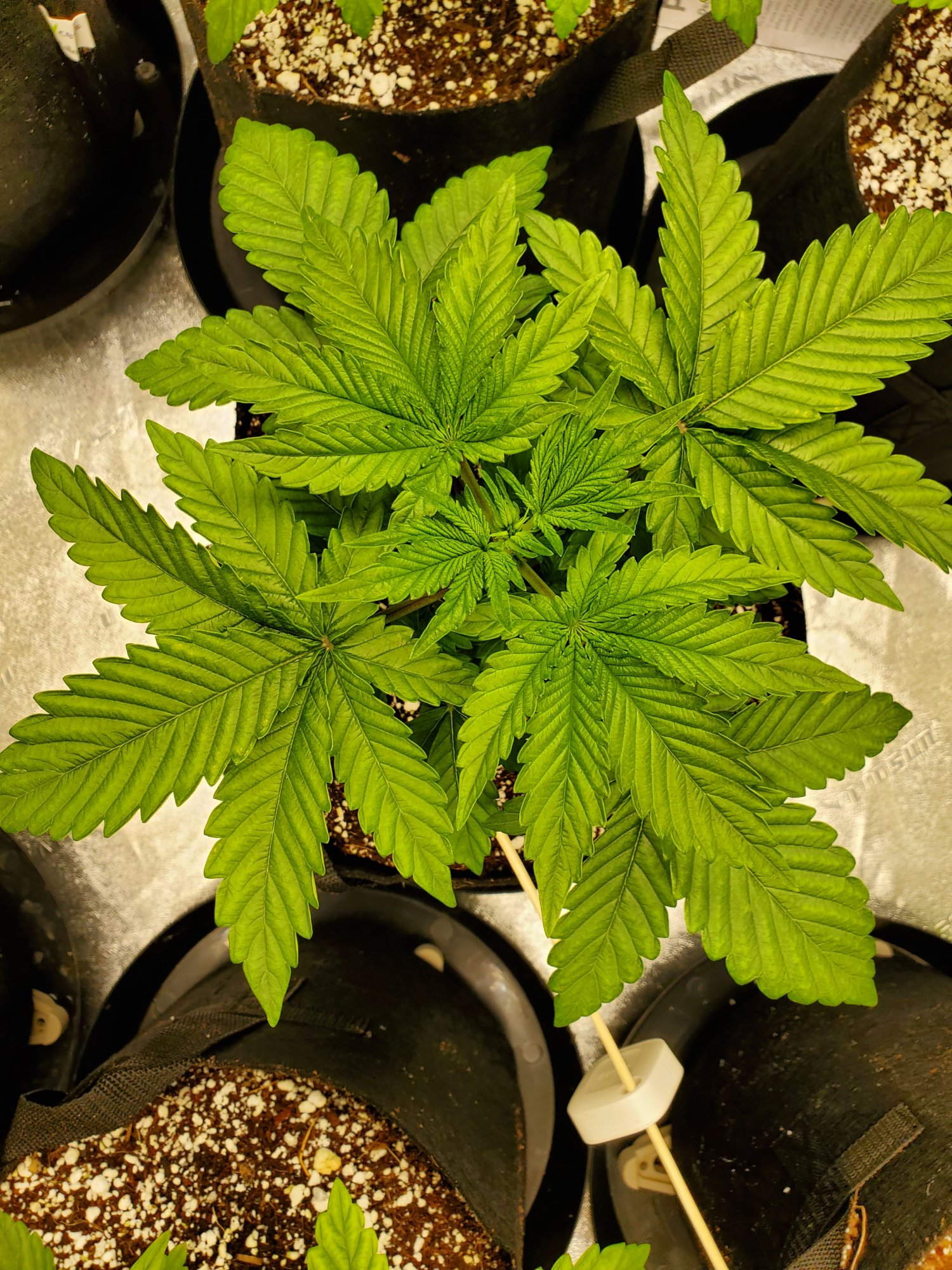 First grow in coco couple leaf issues 4
