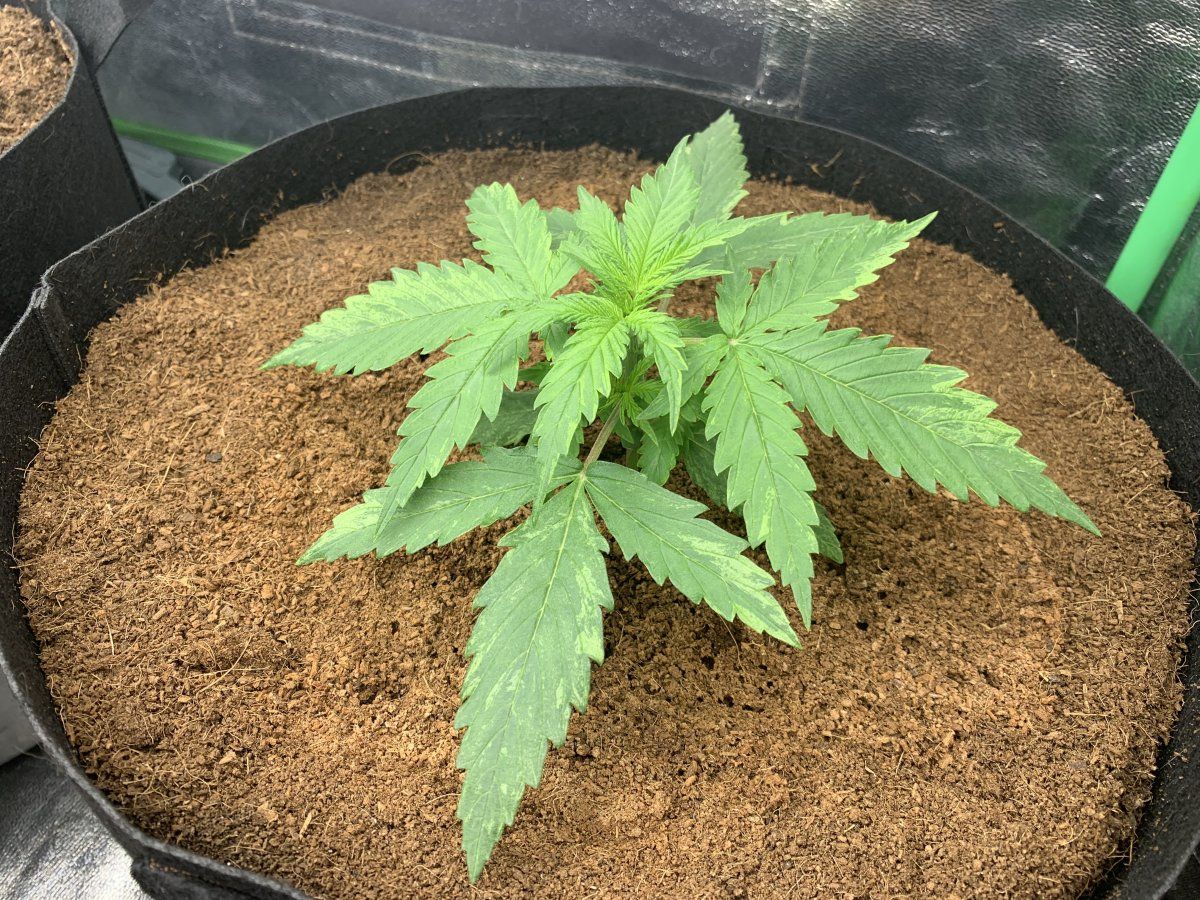 First grow in coco having nutrient problems 3
