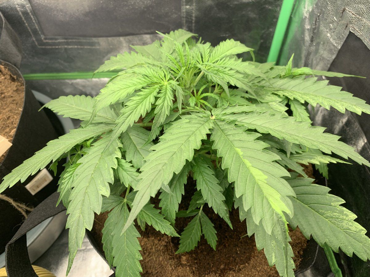 First grow in coco having nutrient problems 4