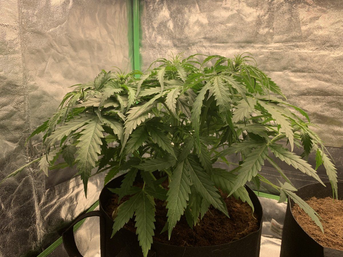 First grow in coco having nutrient problems 6