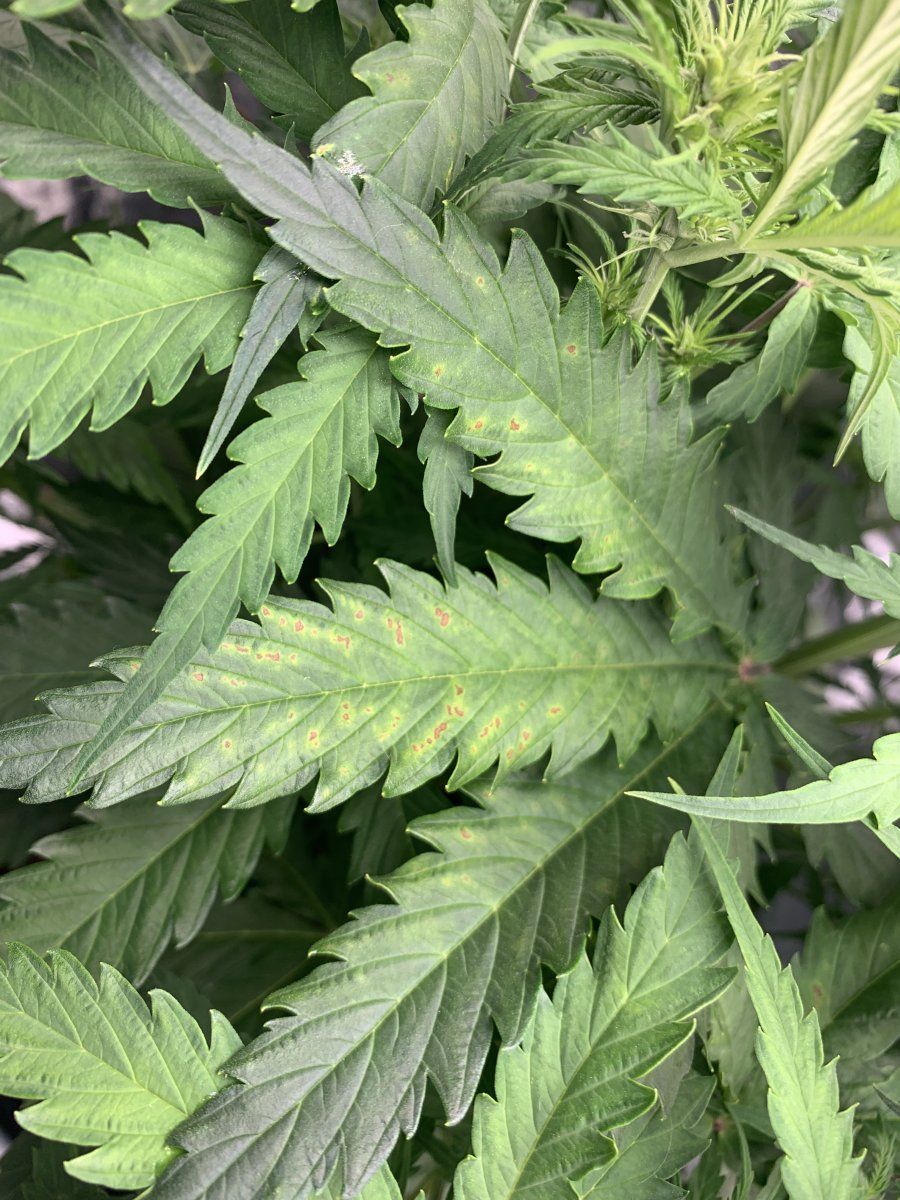 First grow in coco having nutrient problems 8