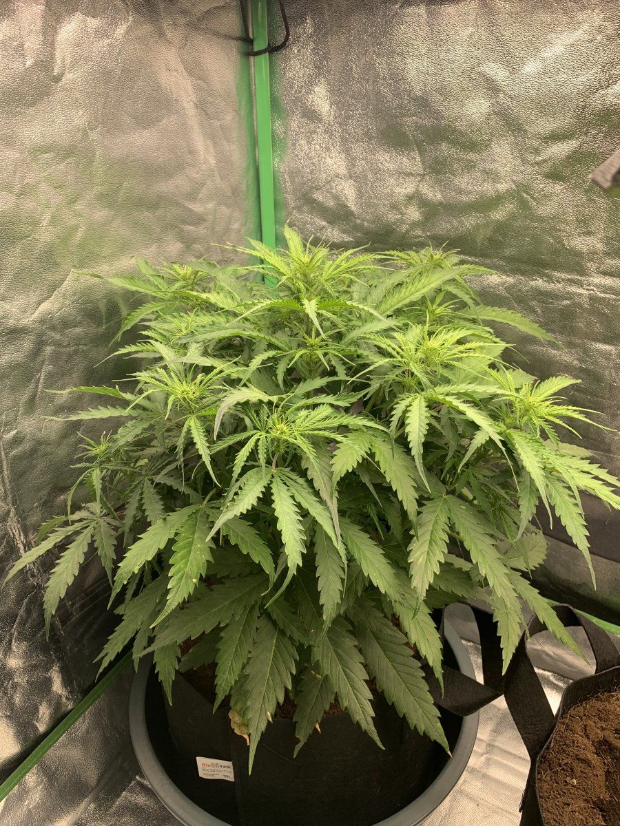 First grow in coco having nutrient problems 9