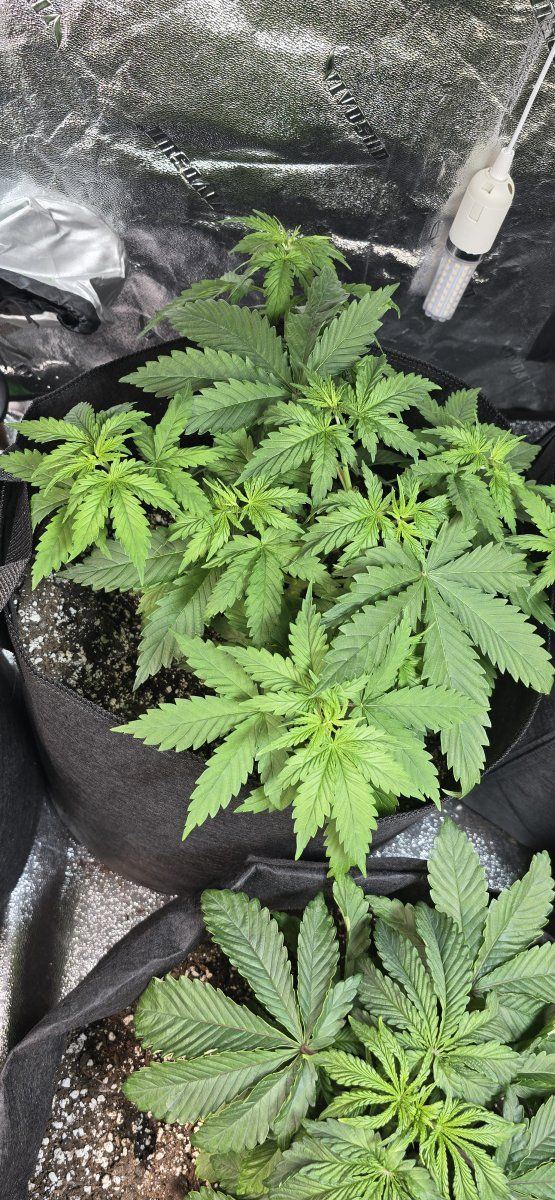 First grow in many years 2