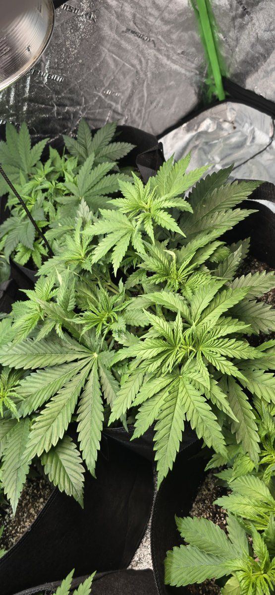 First grow in many years 3
