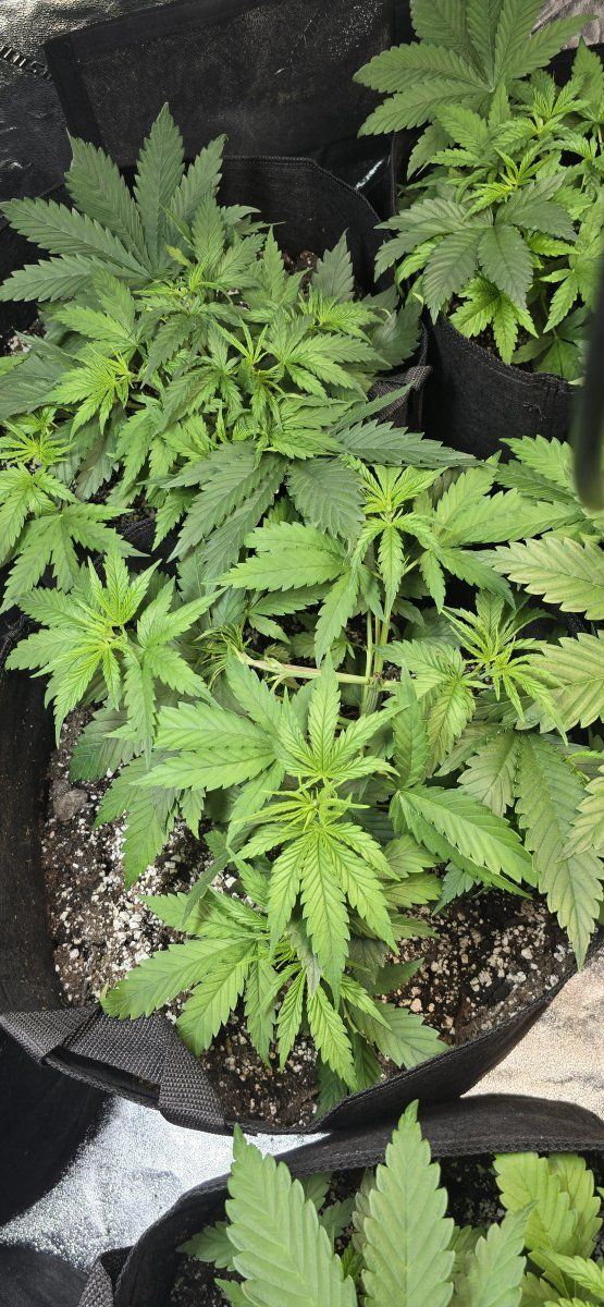 First grow in many years 4