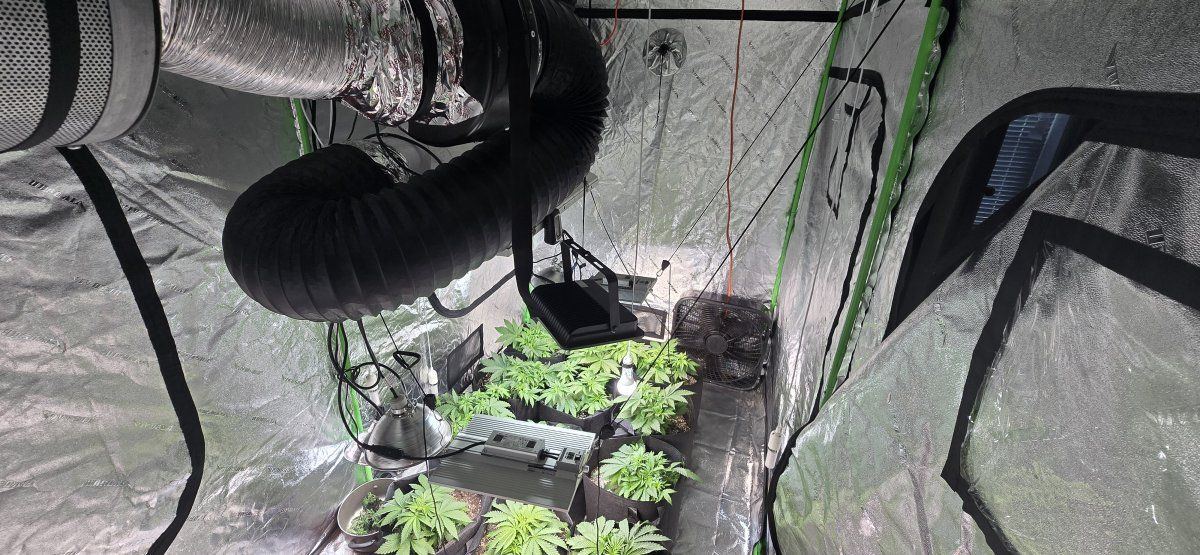 First grow in many years