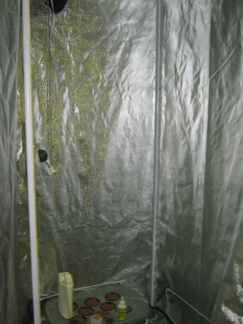 First grow in my 3x3 grow tent and dwc with 400 watt hps  mh digital ballast 8