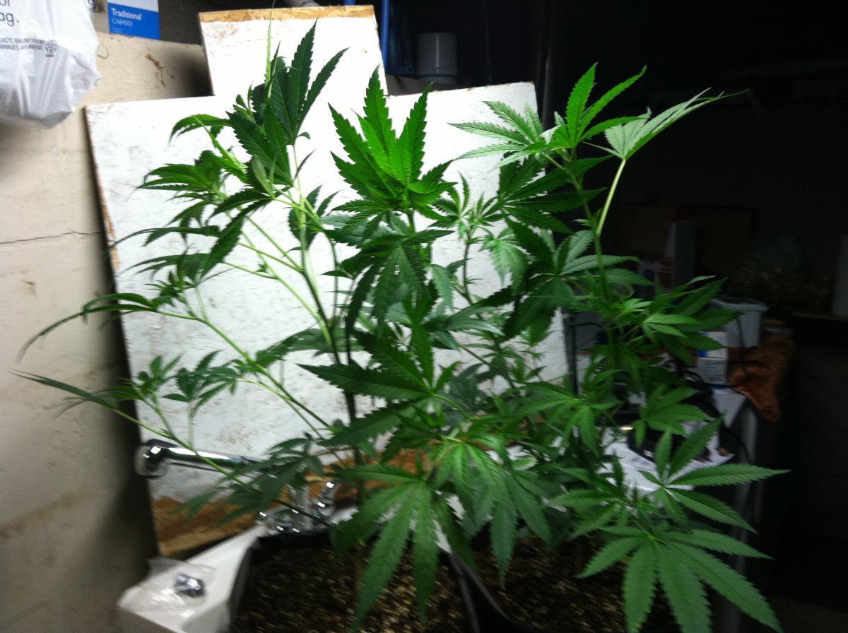 First grow in new room 17 plants 10