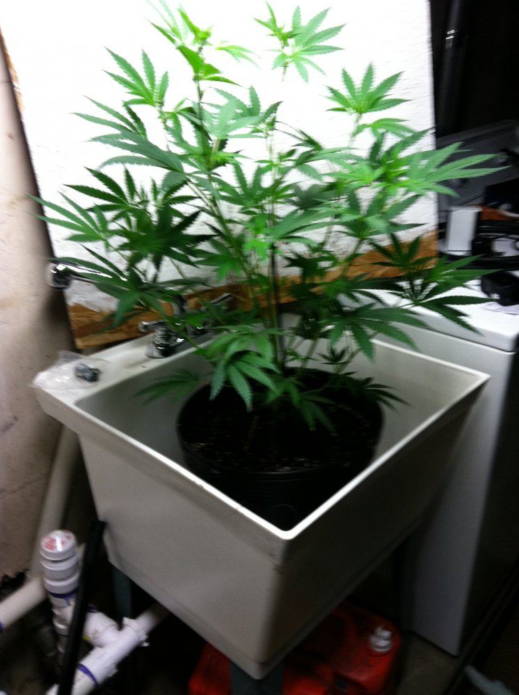 First grow in new room 17 plants 5