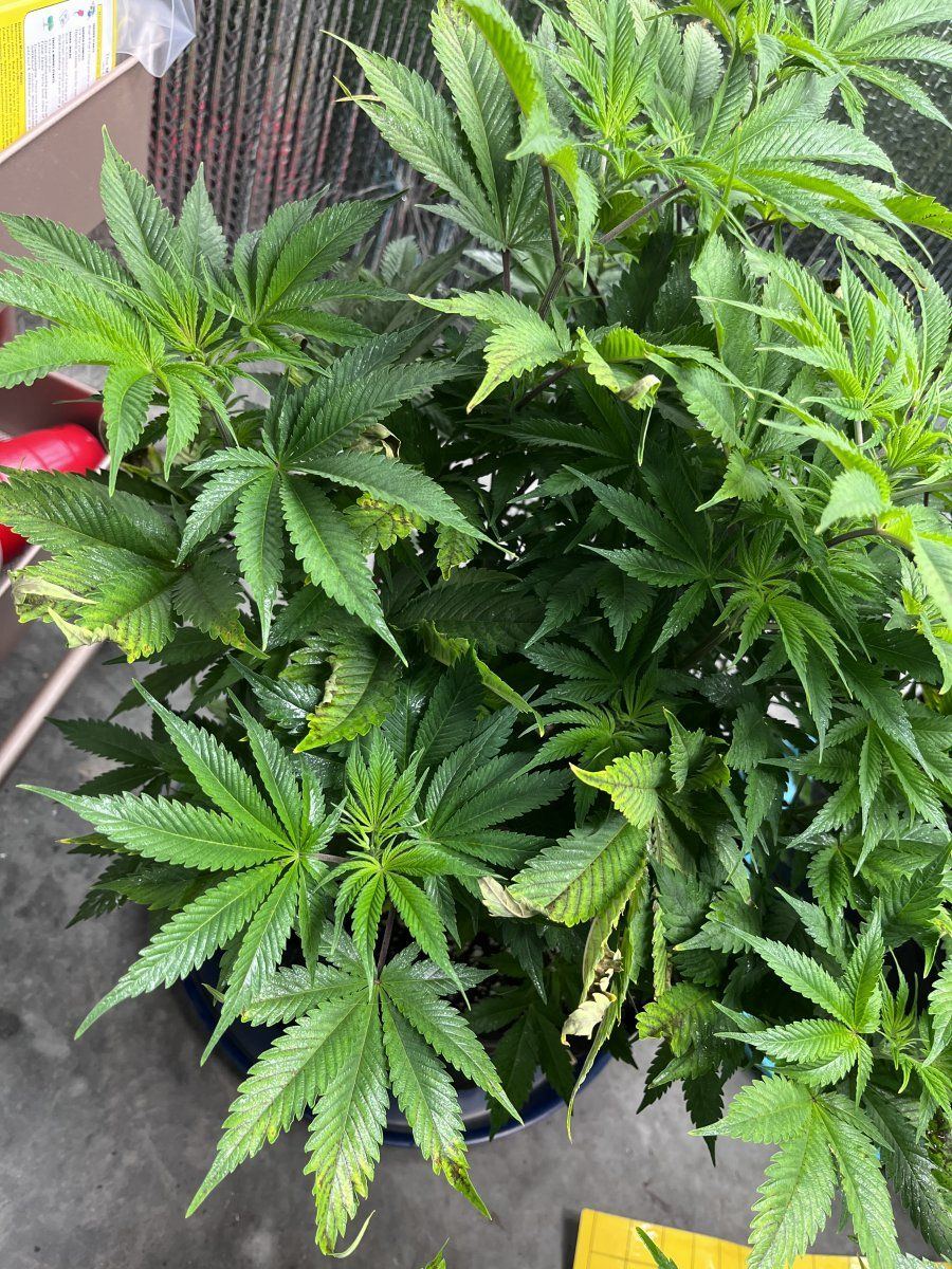 First grow in vegtacoing  curling on top 3
