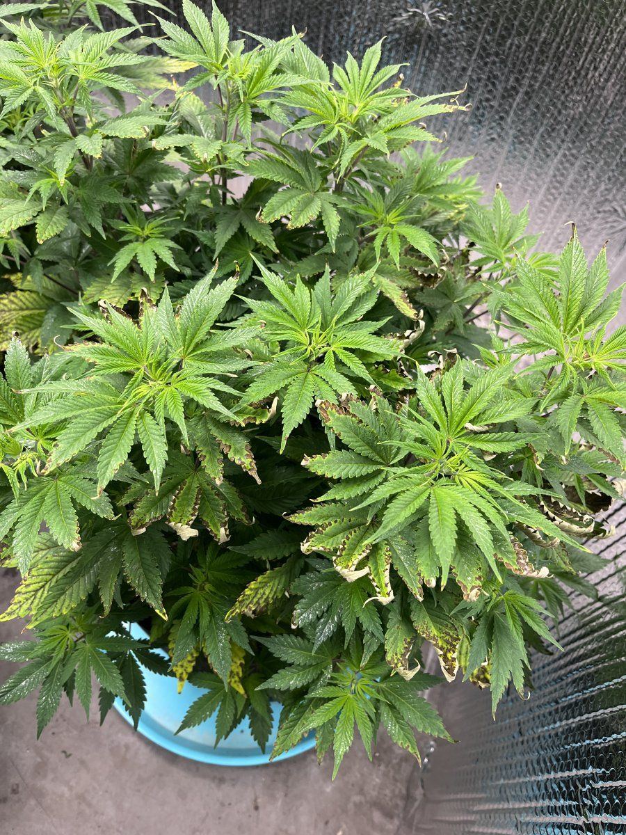 First grow in vegtacoing  curling on top 6