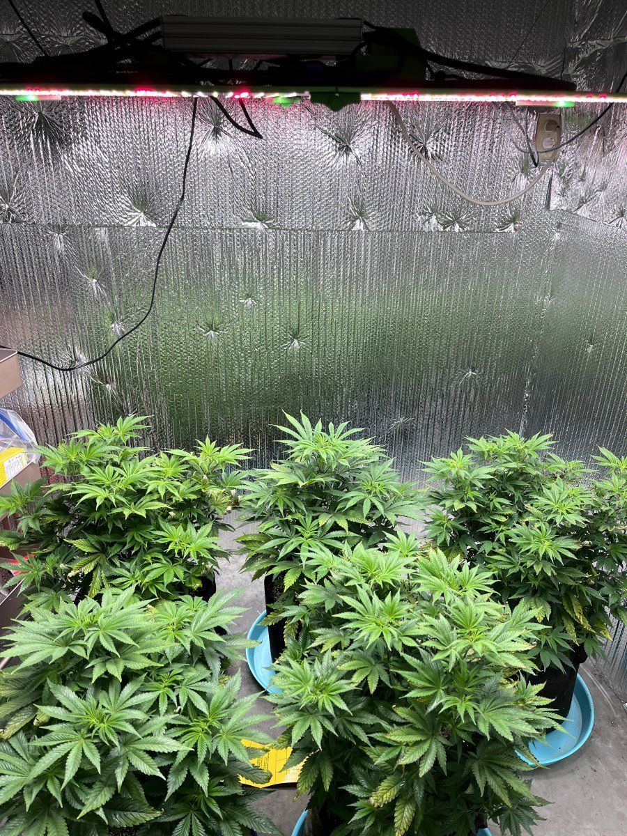 First grow in vegtacoing  curling on top 8