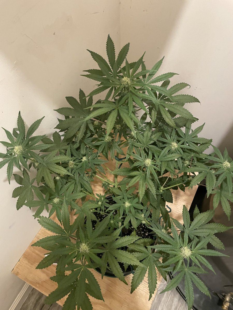 First grow   indoor   led   ffhf soil 3