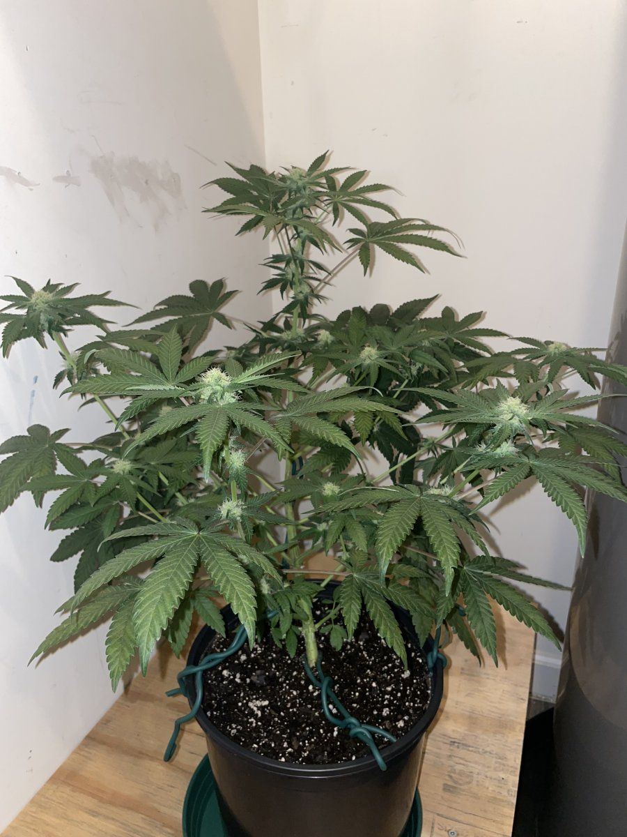 First grow   indoor   led   ffhf soil 9