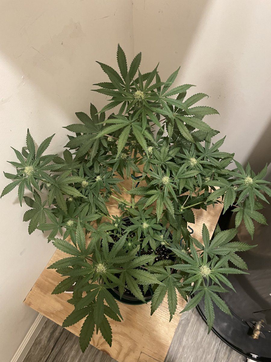 First grow   indoor   led   ffhf soil