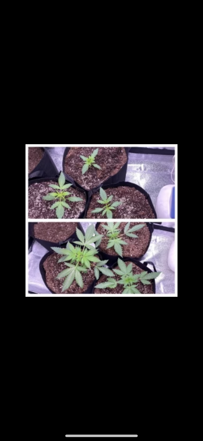 First grow indoors week 2 to week 3