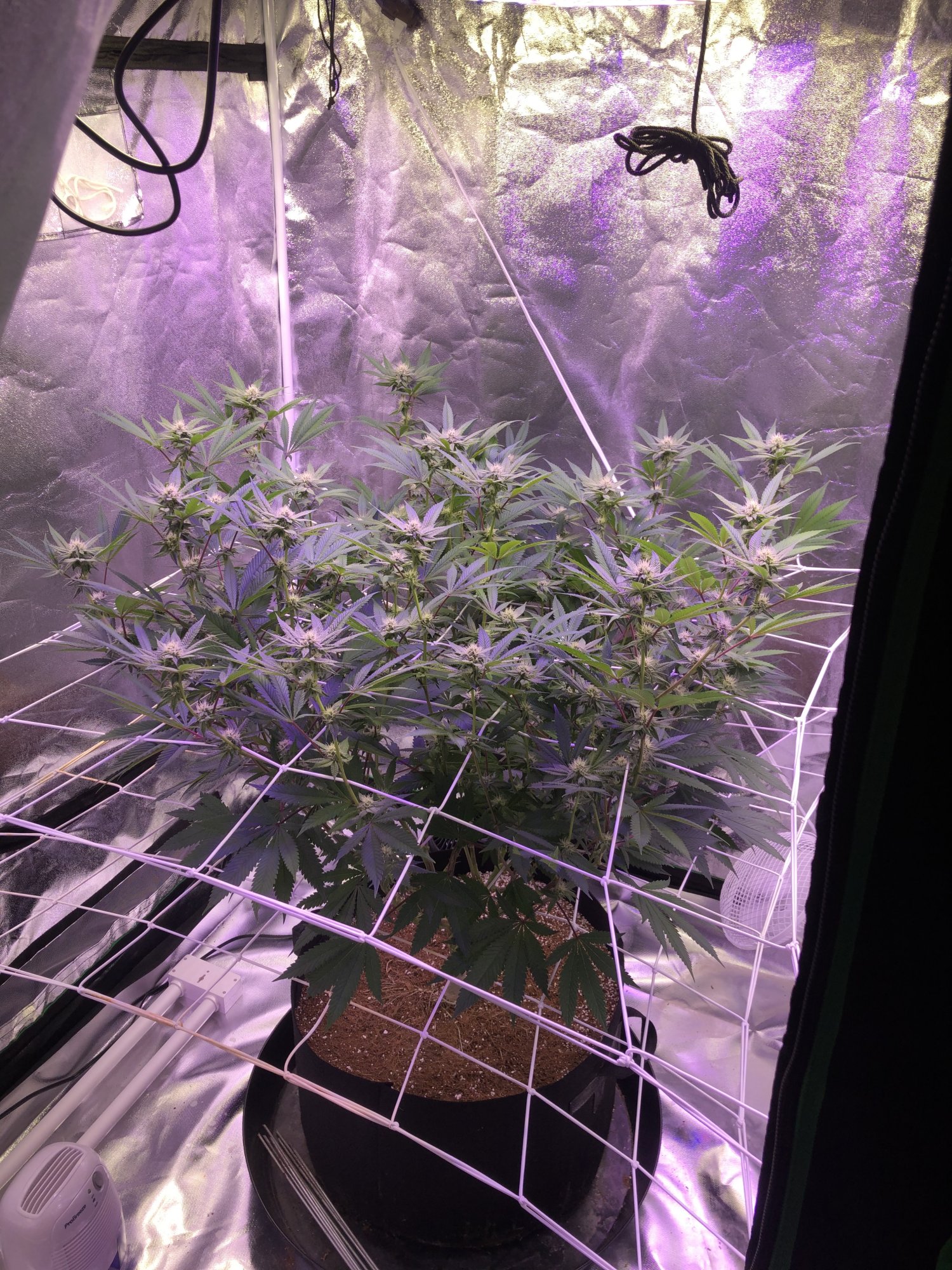 First grow indoors with coco and mainline 12