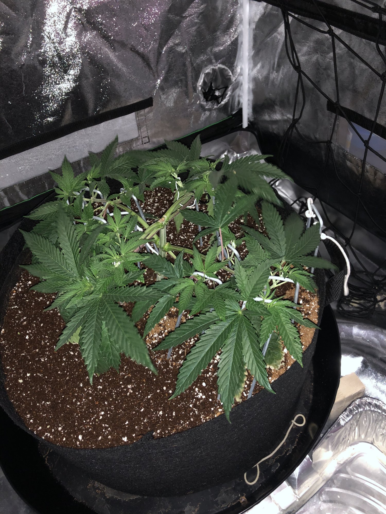 First grow indoors with coco and mainline 2