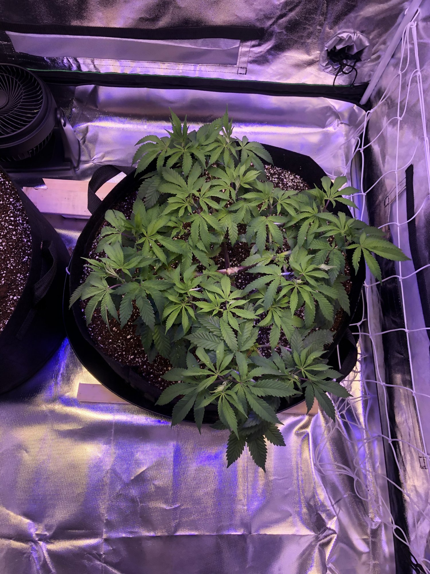 First grow indoors with coco and mainline 3