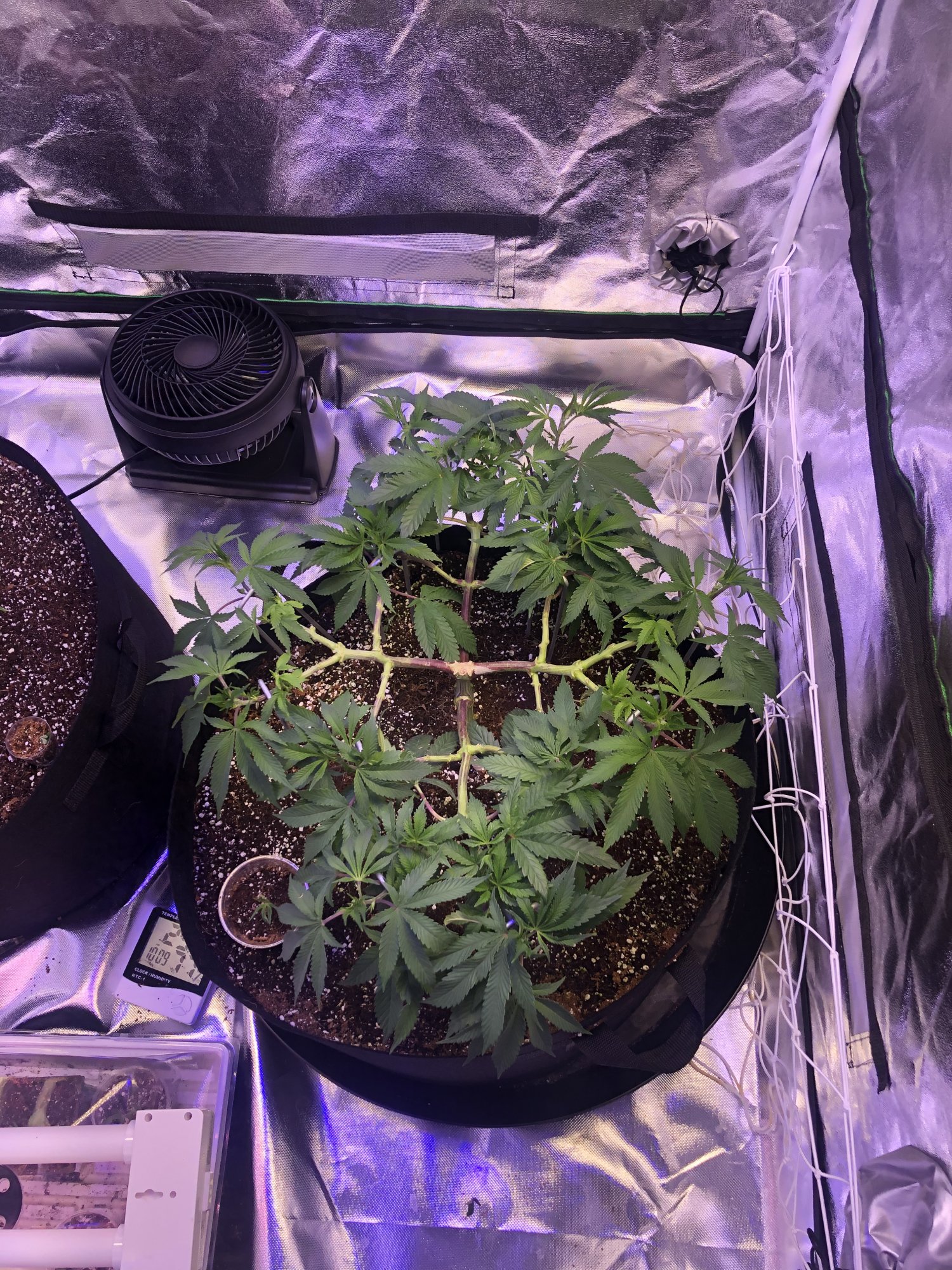 First grow indoors with coco and mainline 5