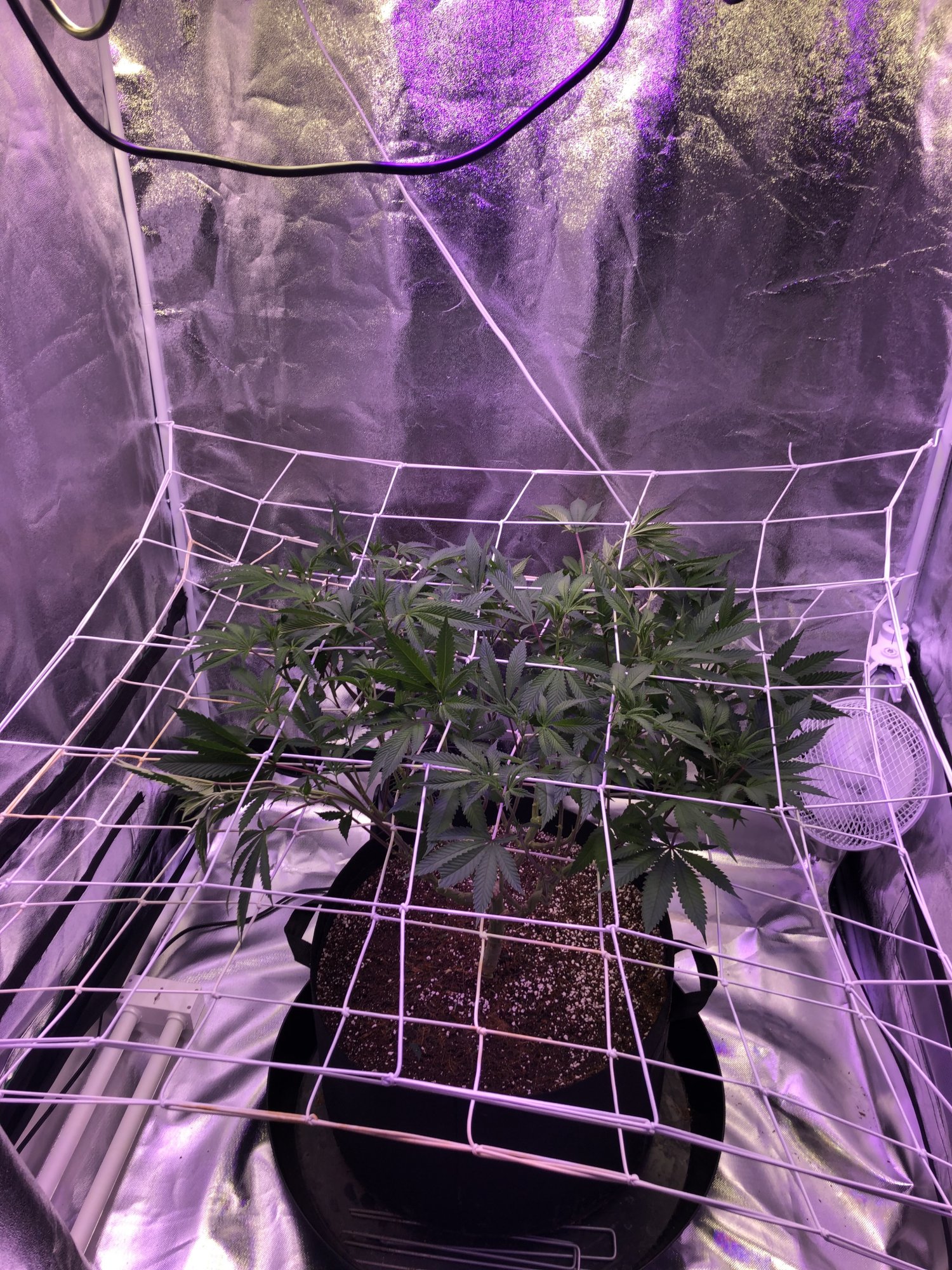 First grow indoors with coco and mainline 6