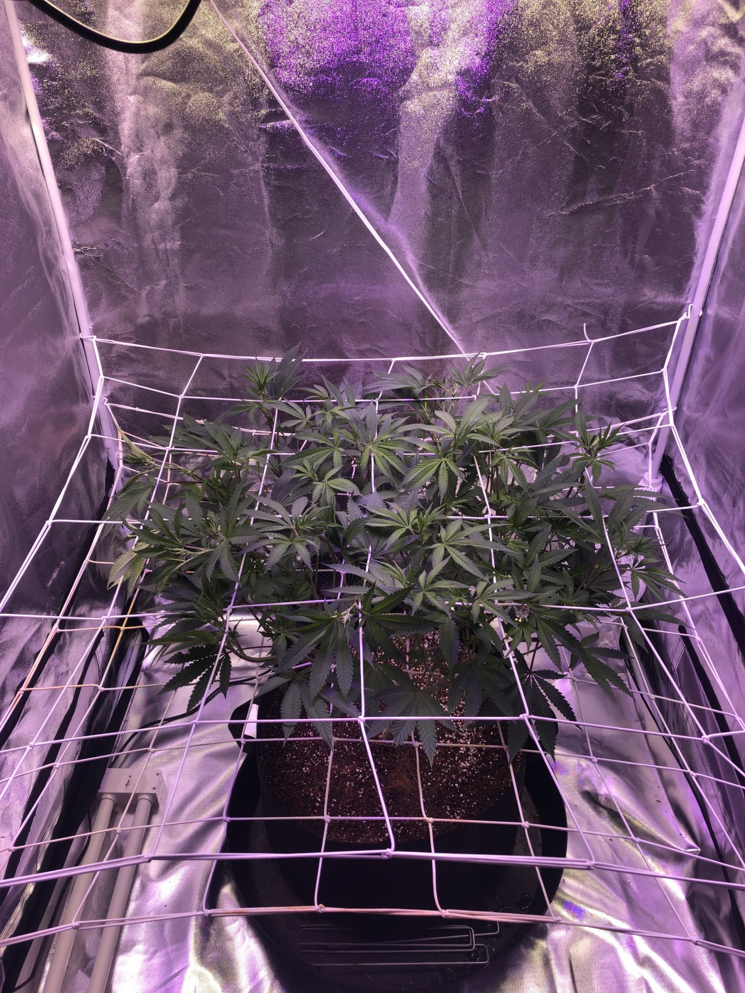 First grow indoors with coco and mainline 7