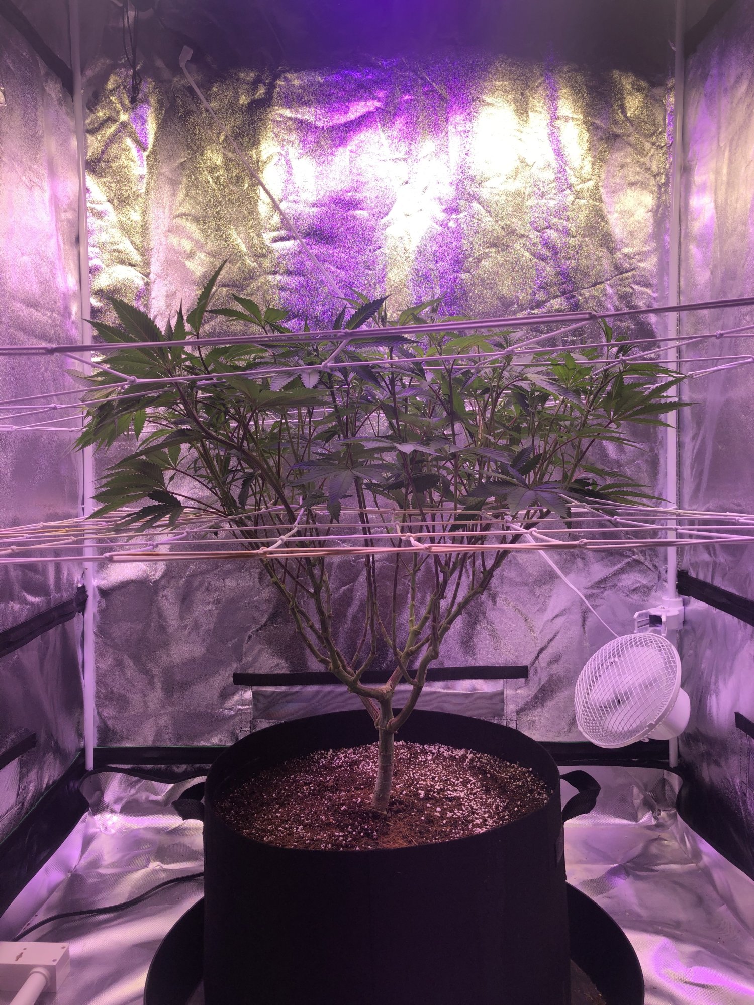 First grow indoors with coco and mainline 8