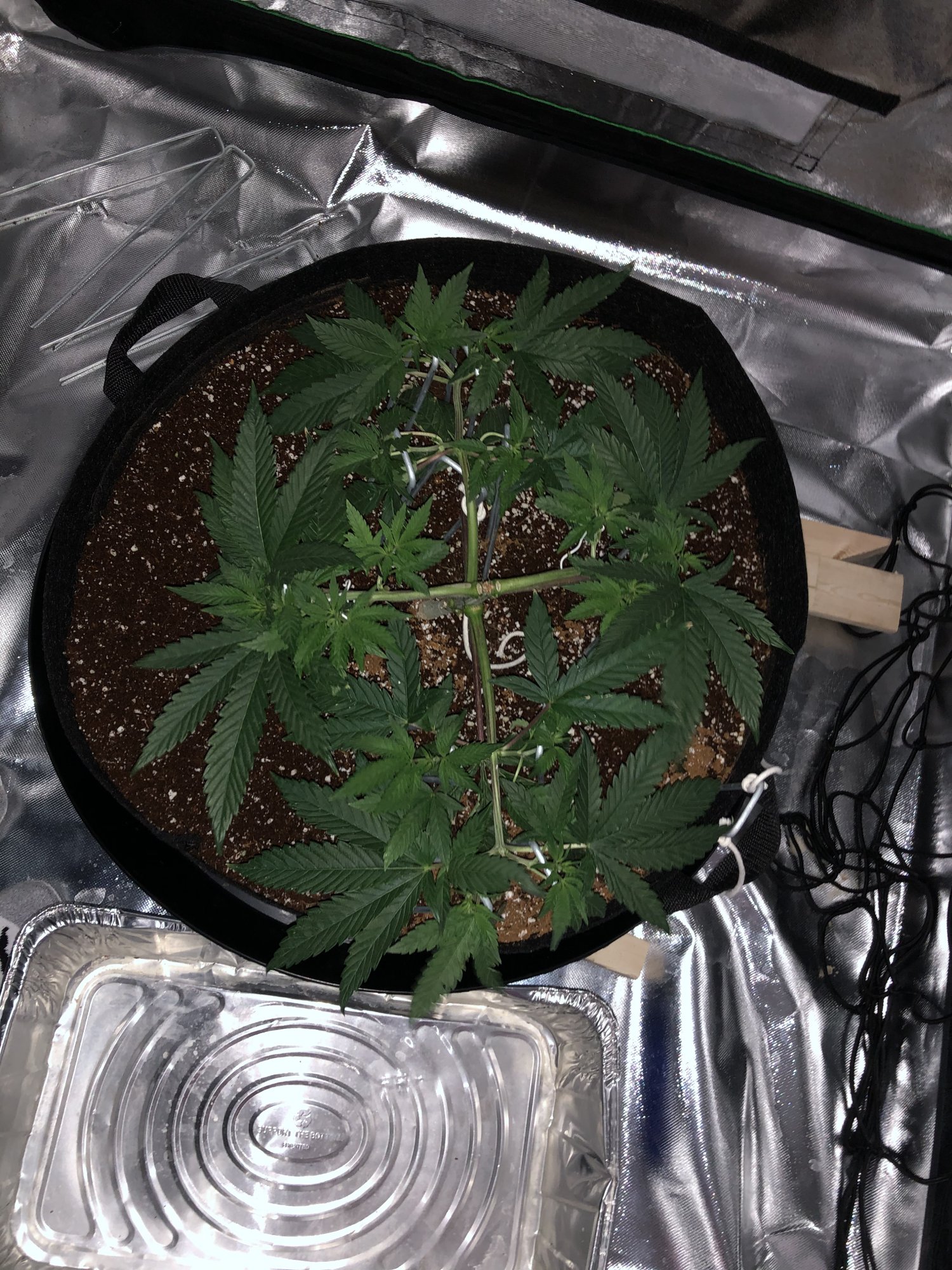 First grow indoors with coco and mainline