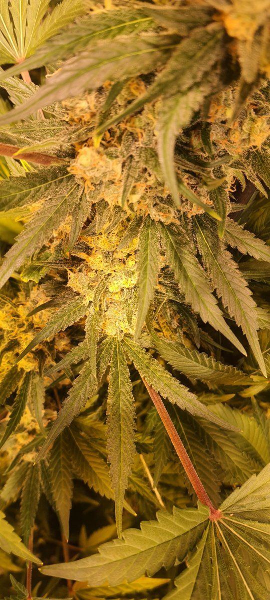 First grow   is it ready now 3
