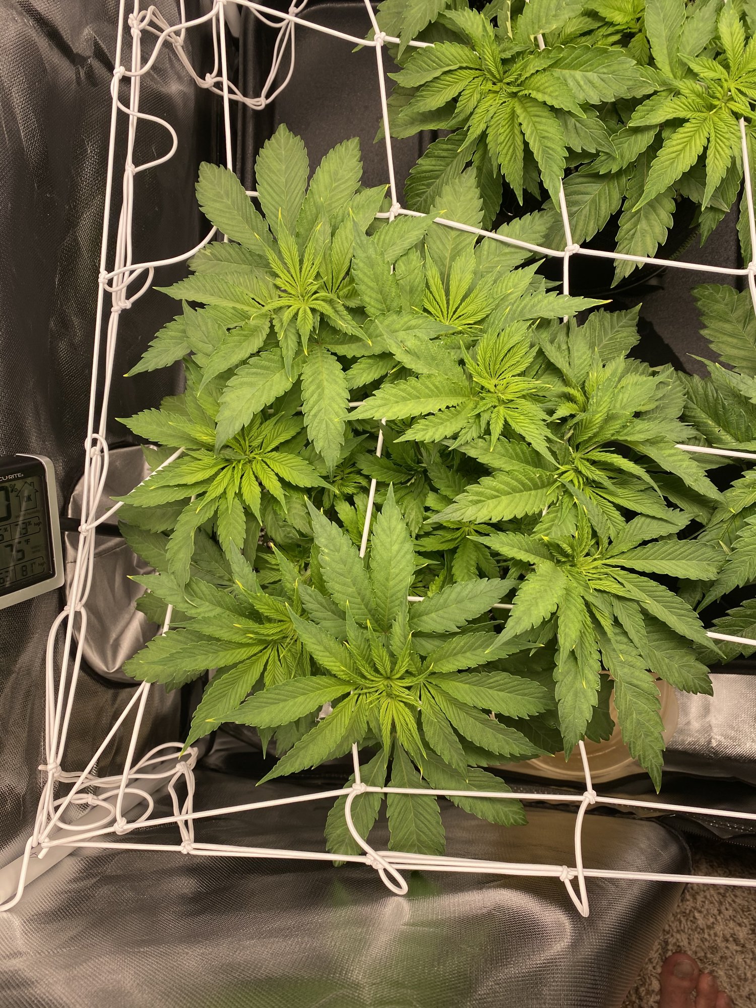 First grow issues 2