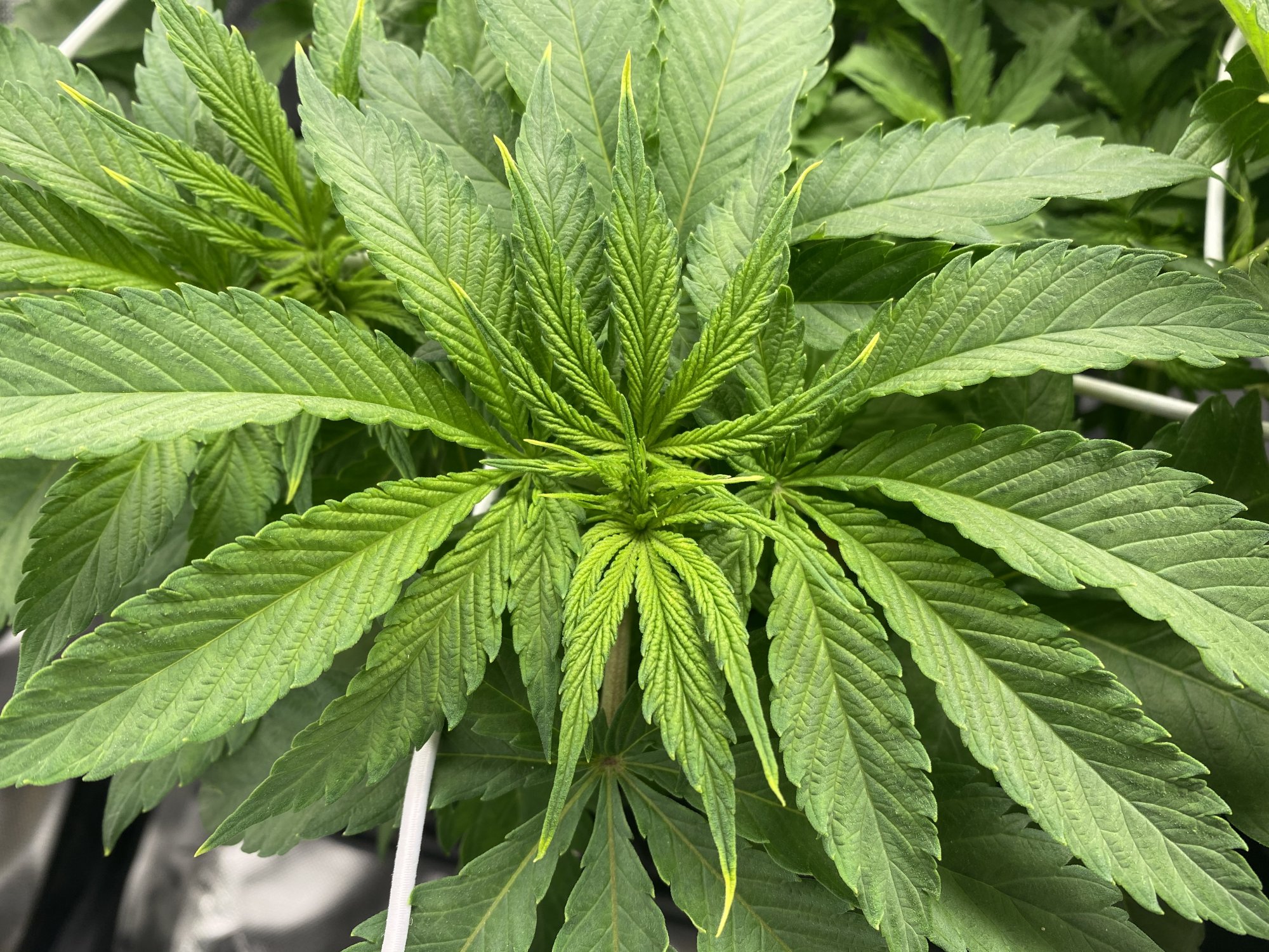 First grow issues 5