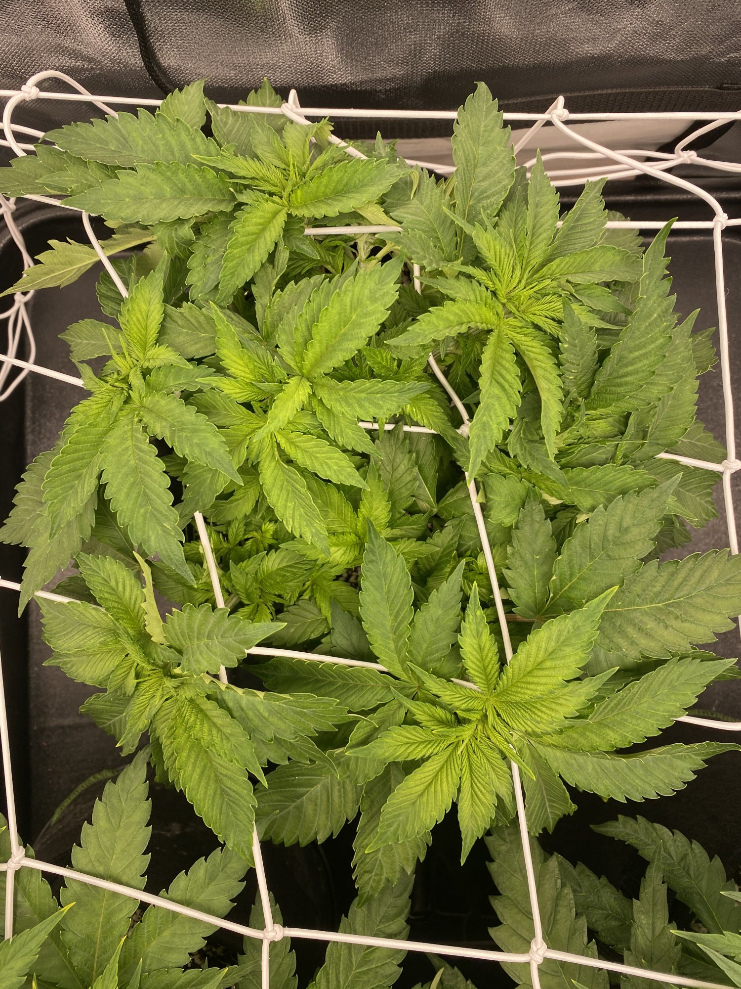 First grow issues 7