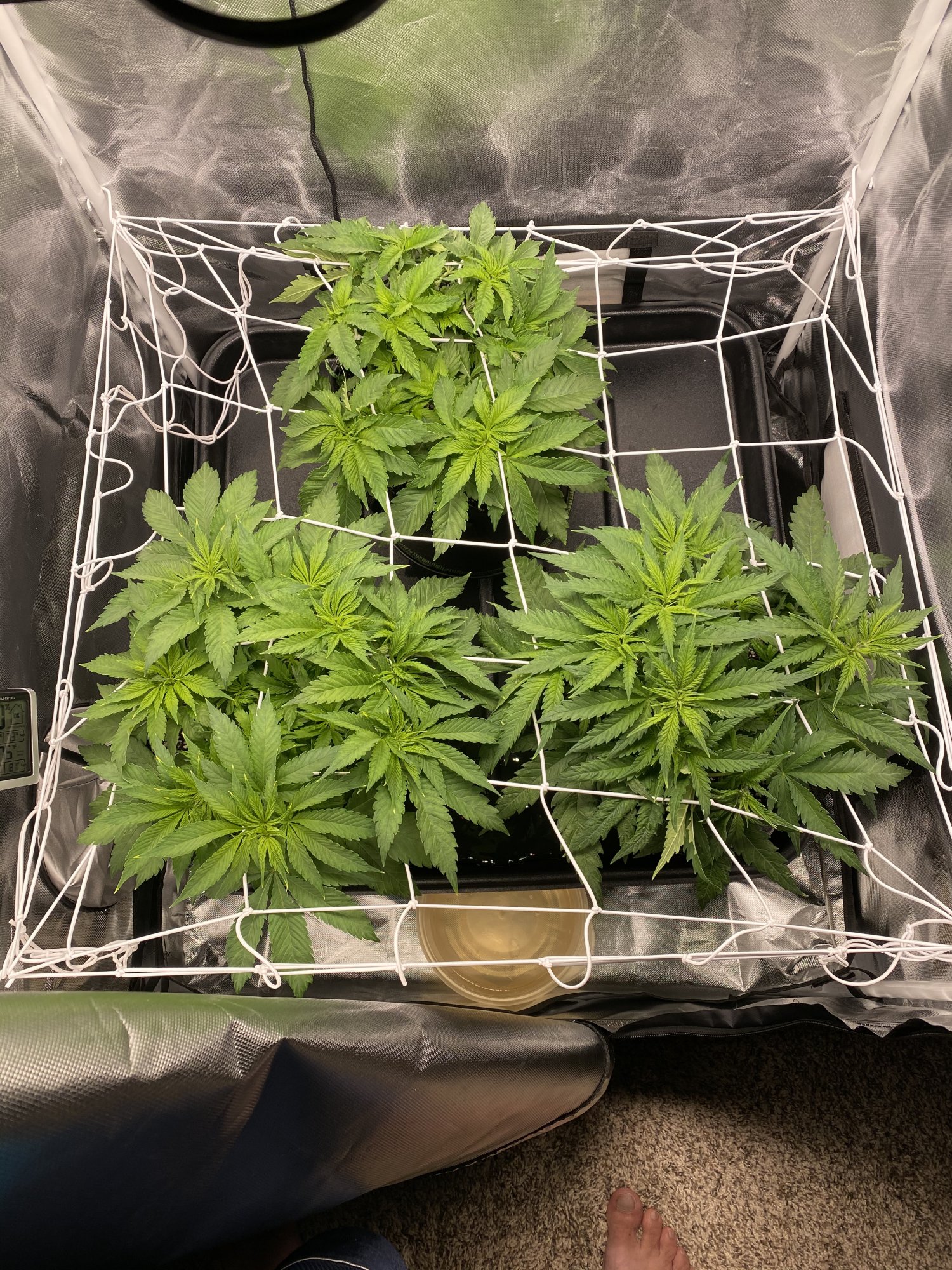 First grow issues