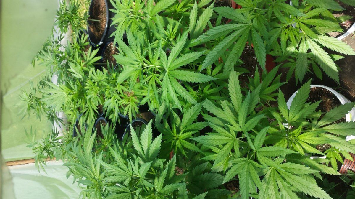 First grow