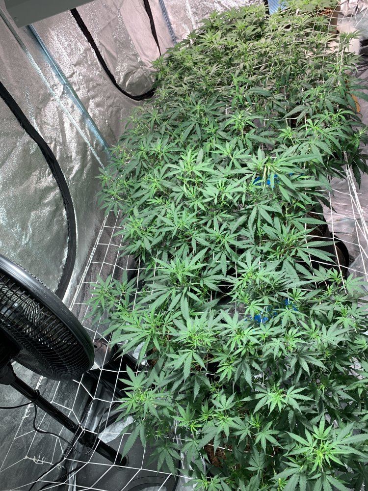 First grow