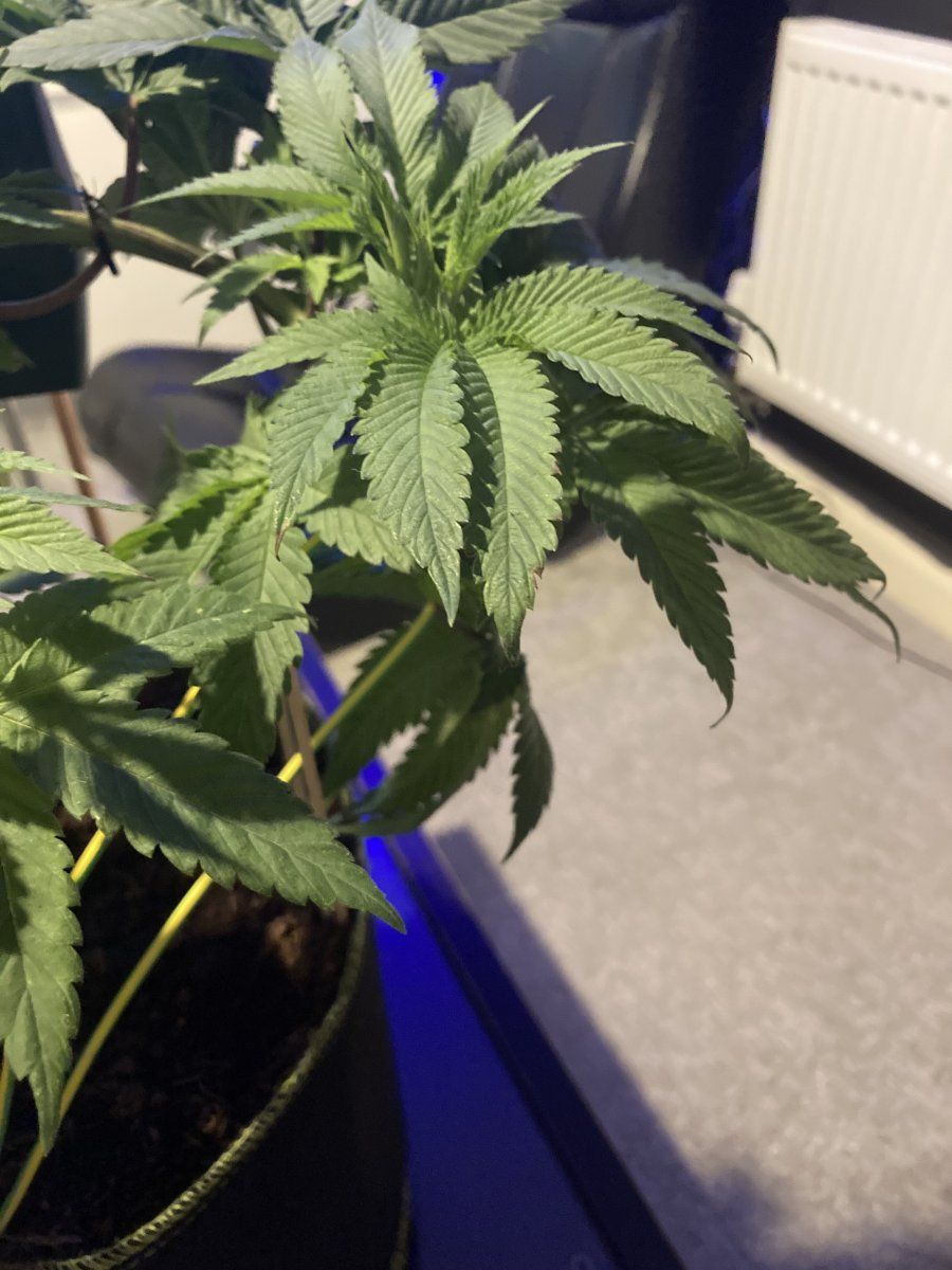 First grow kind of problems 4