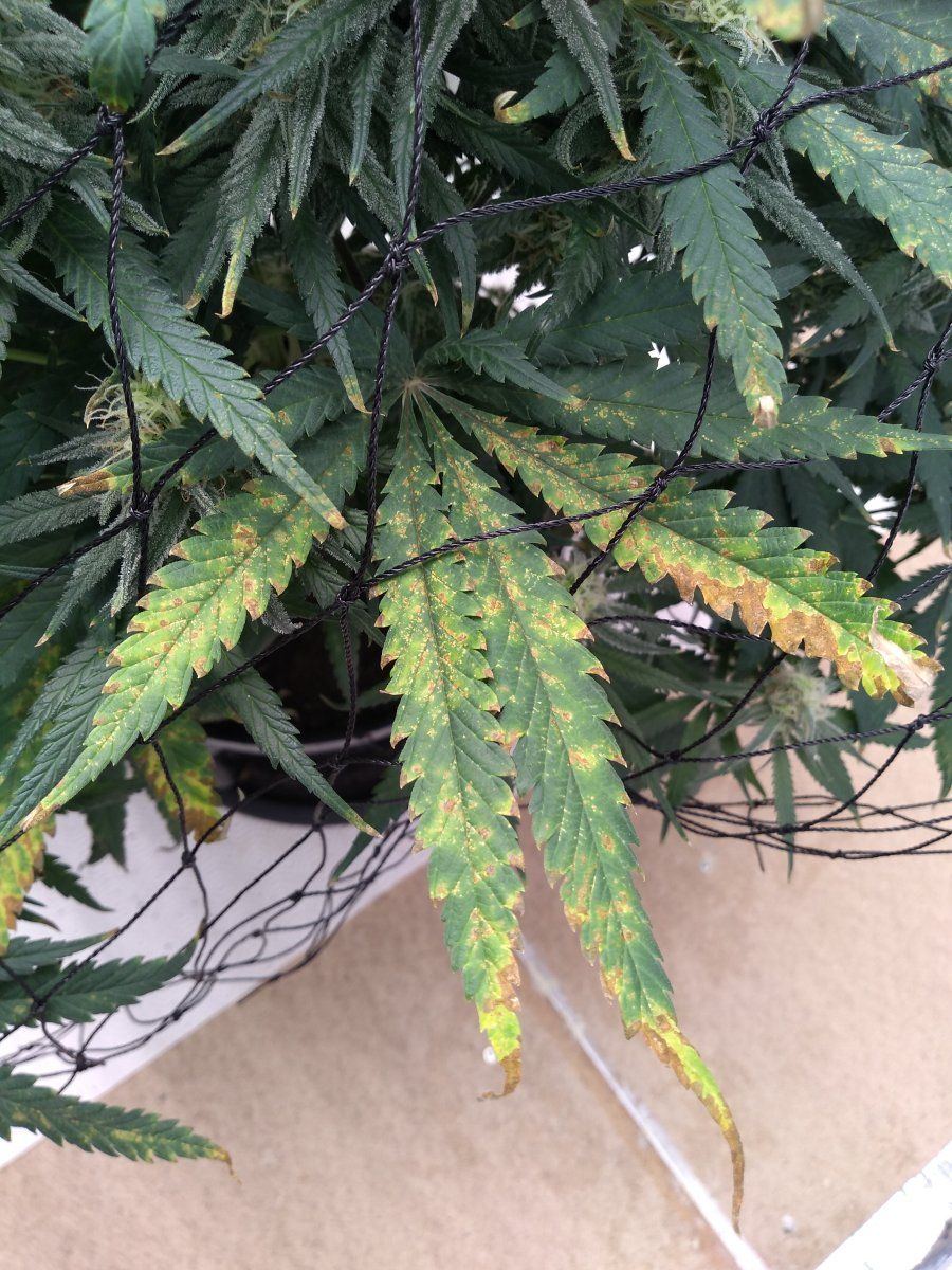 First grow leaf discoloration help
