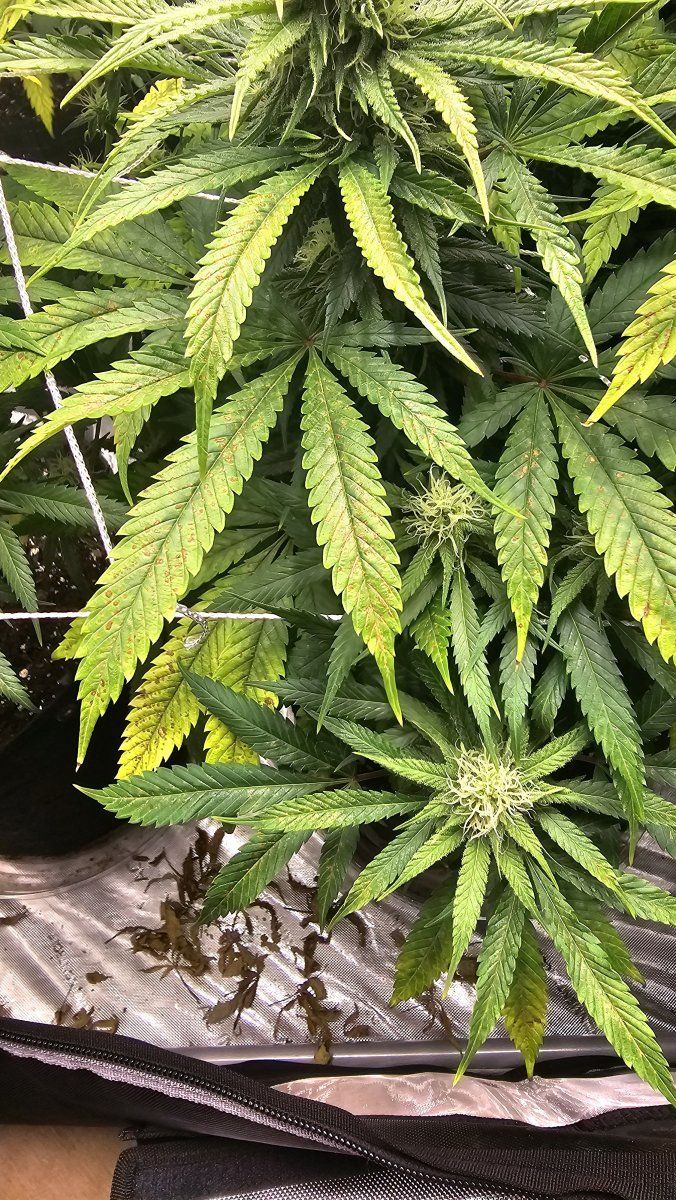 First grow looking for advice 2