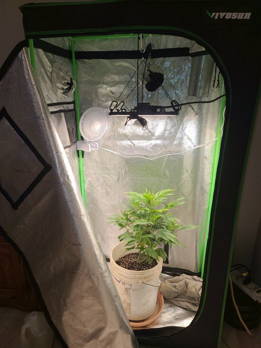 First grow looking for some tips
