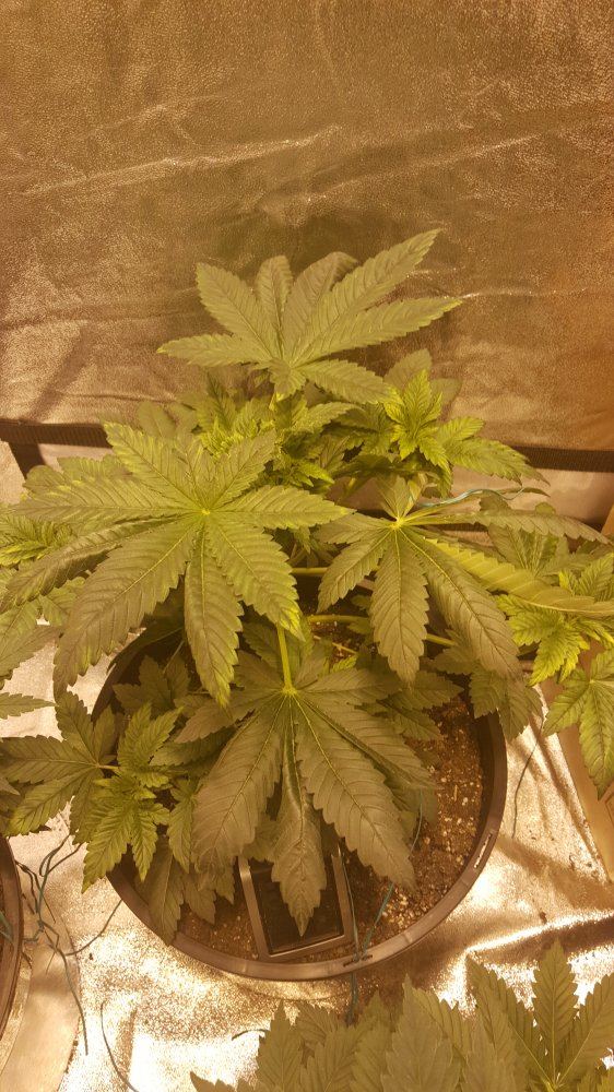 First grow lots of problems 3