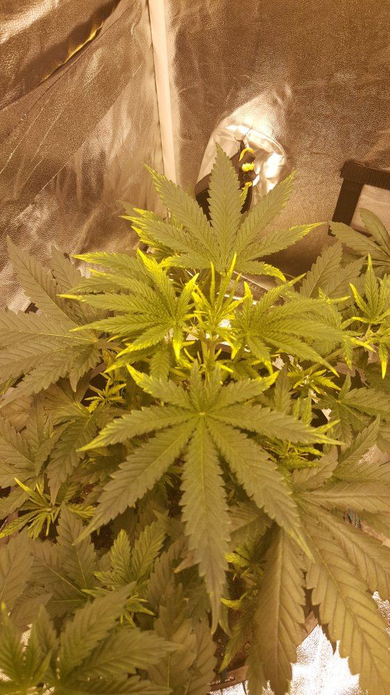 First grow lots of problems 4