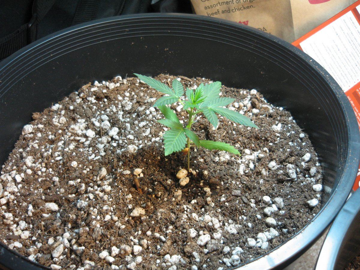First grow   lowryder2 x ak47 2