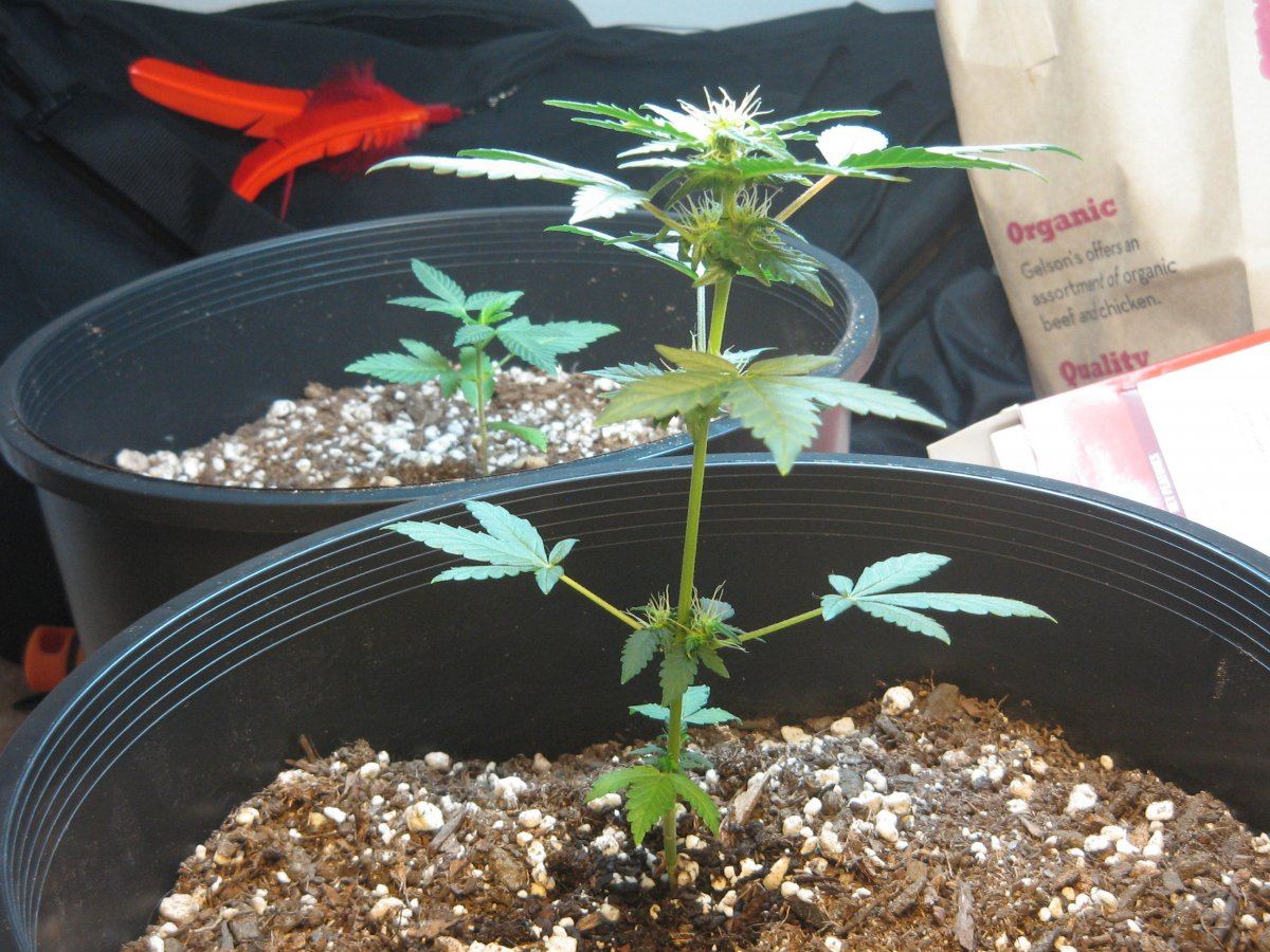 First grow   lowryder2 x ak47