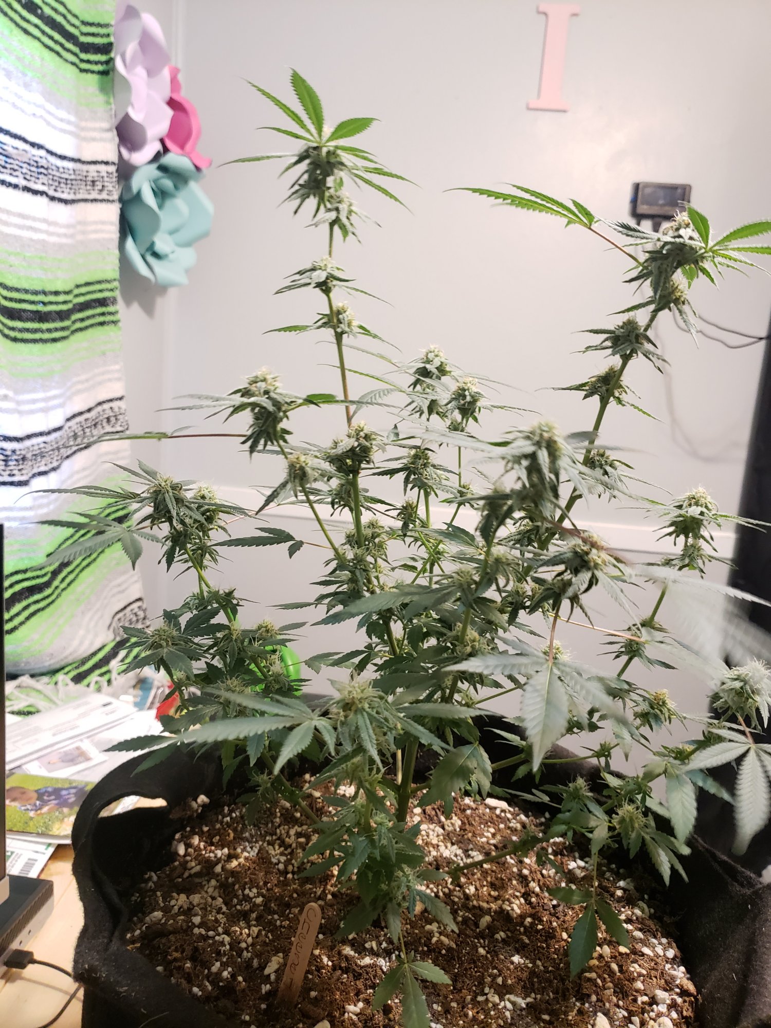 First grow month into flower 10