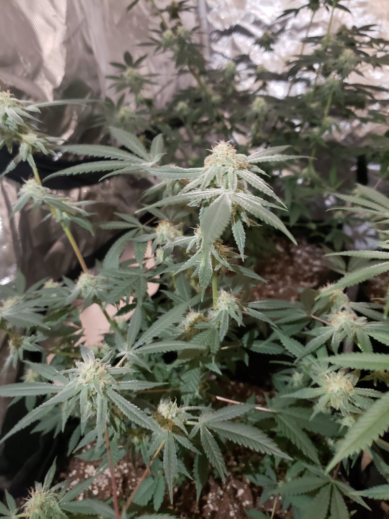 First grow month into flower 2
