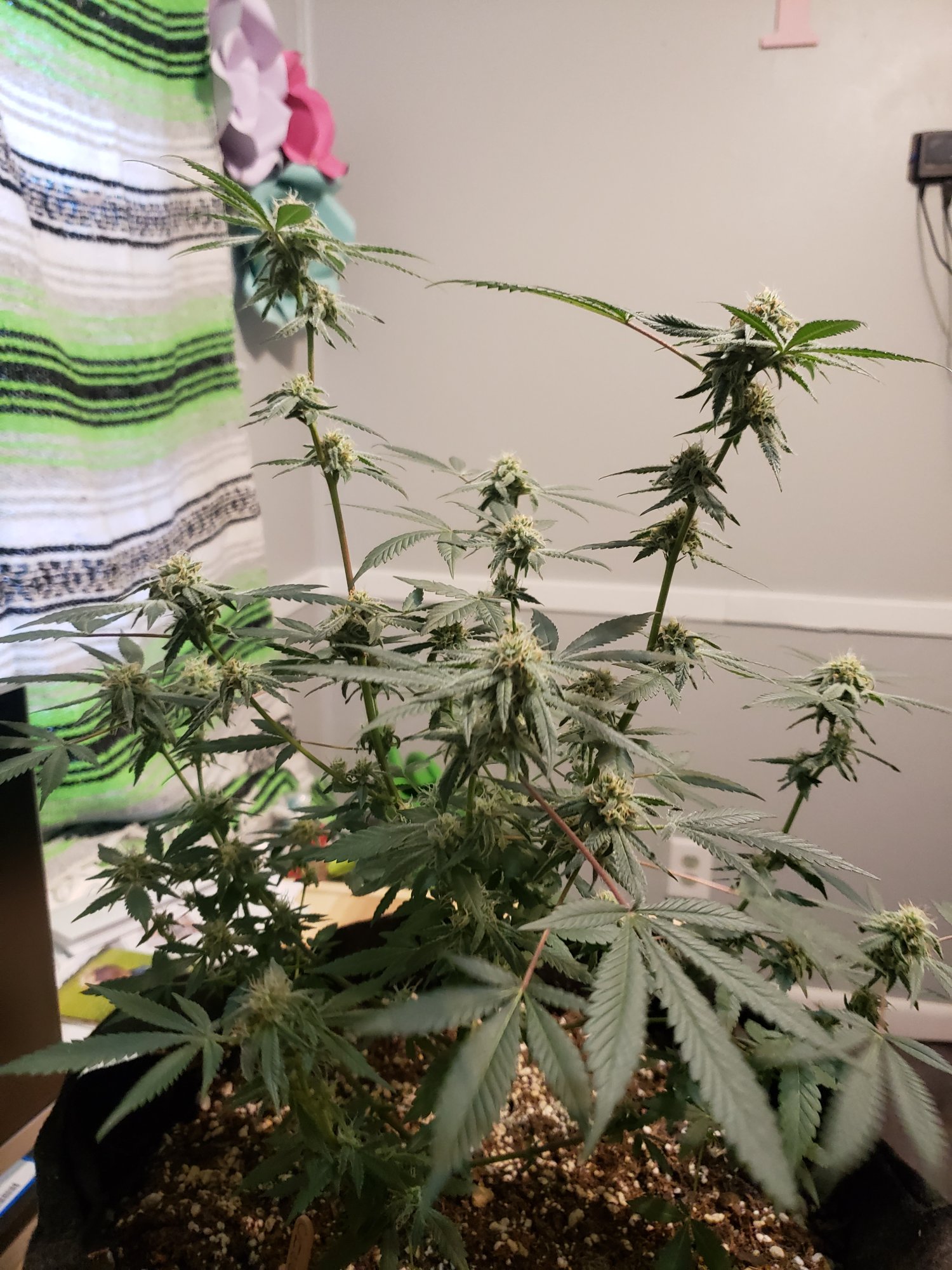 First grow month into flower 3