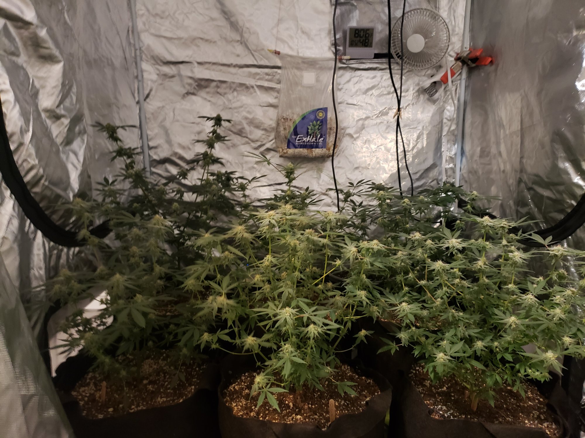 First grow month into flower 4