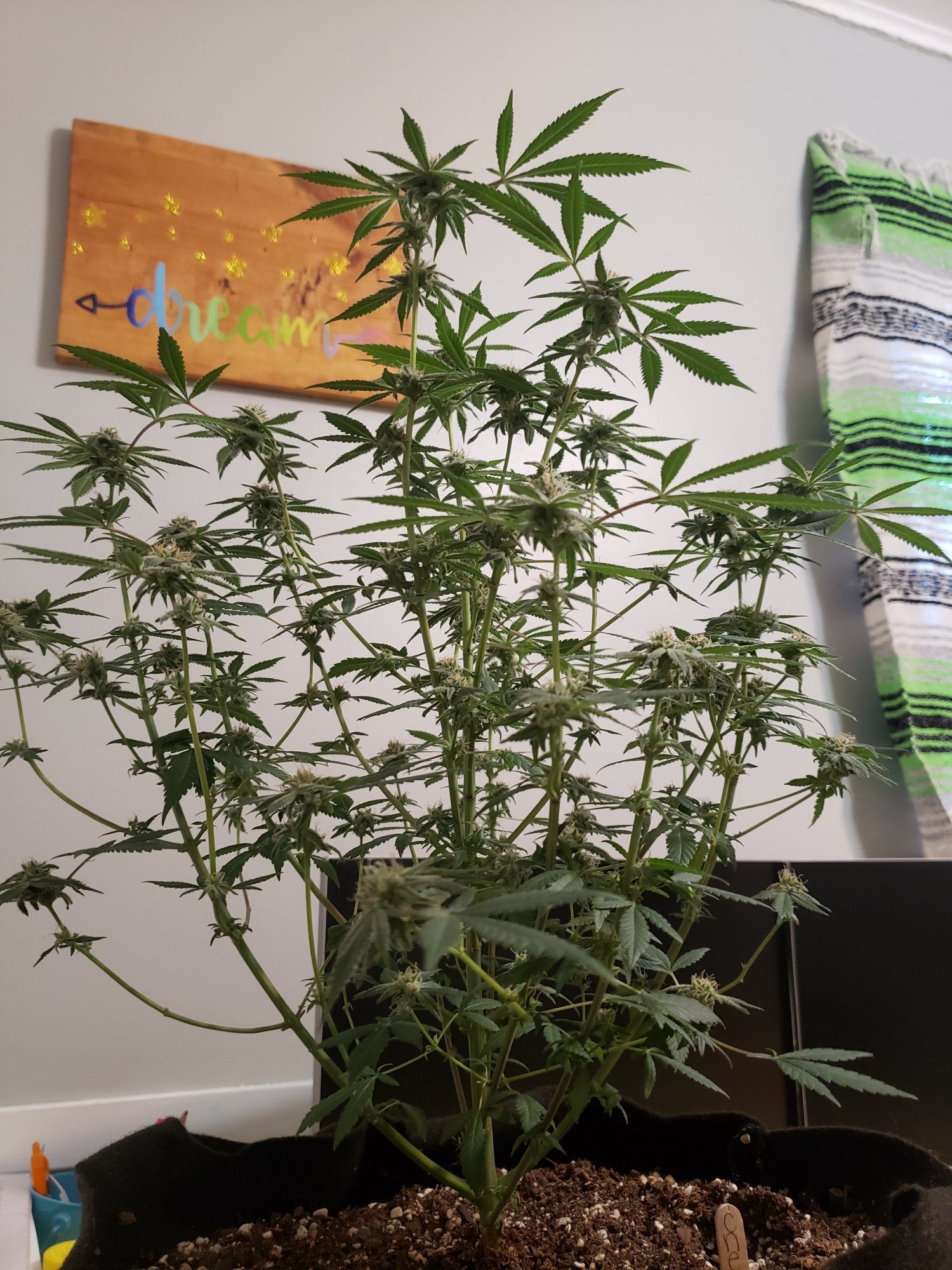 First grow month into flower 5