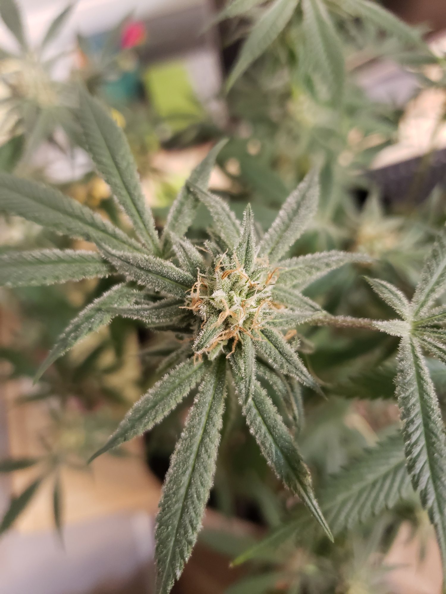 First grow month into flower 6