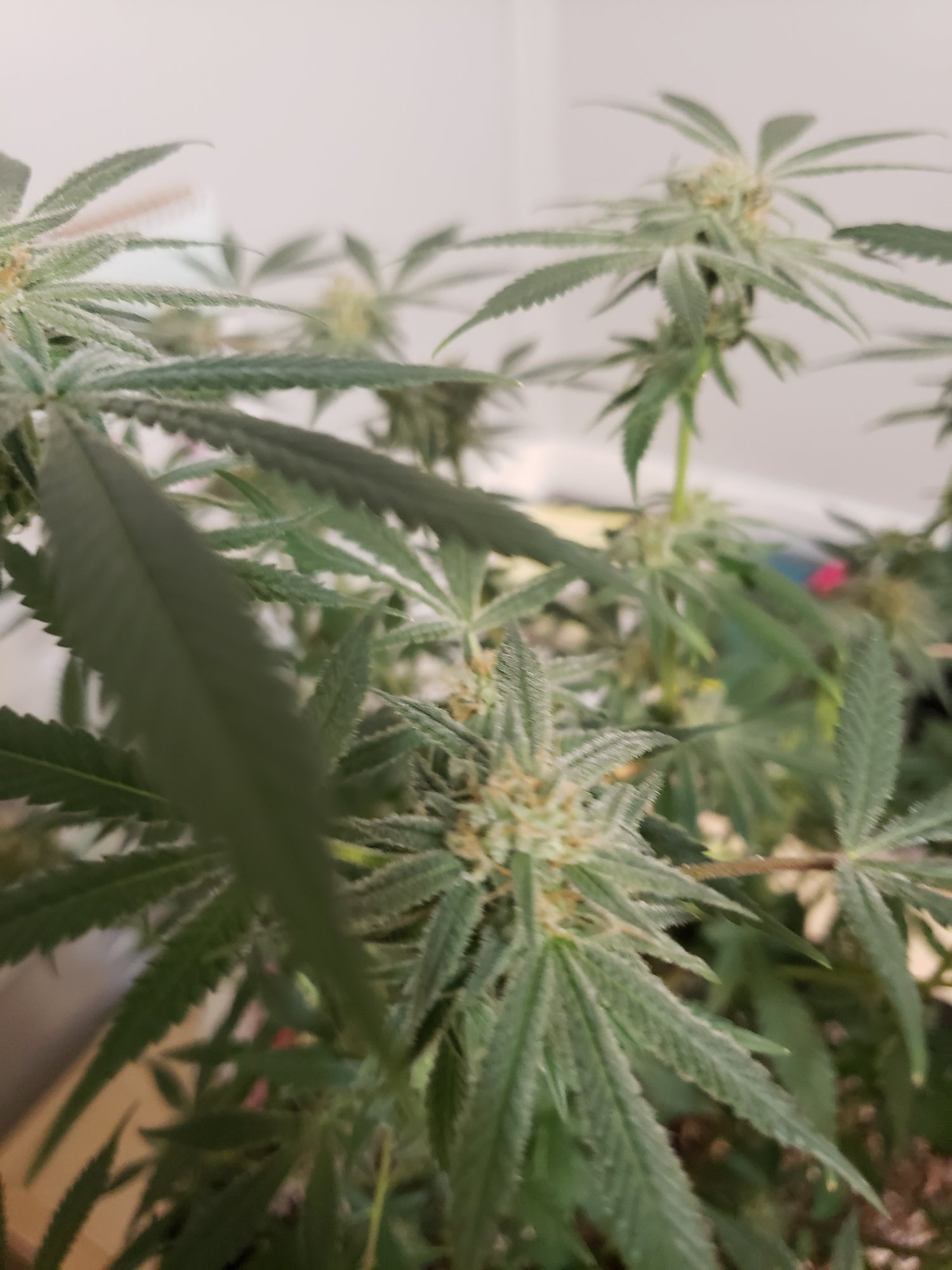 First grow month into flower 7